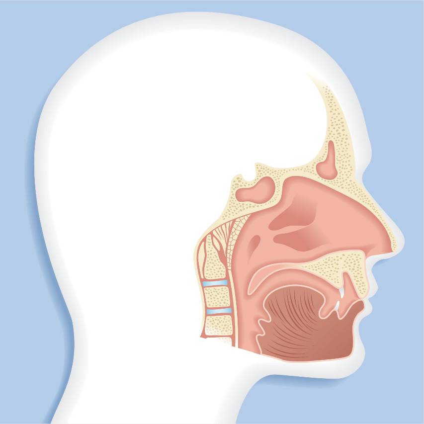 A diagram of the sinus system
